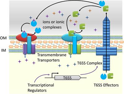 Roles of Type VI Secretion System in Transport of Metal Ions